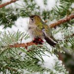 How to attract hummingbirds and brighten your winter garden