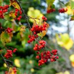 Crataegus phaenopyrum is commonly known as Washington hawthorn. (Libbie Soden)