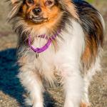 Sally is a timid little dog looking for her new home. She will take some time to adjust but will do well in a calm predictable adult home. Sally does not like to be picked up and reacts negatively. She is going to make somebody a wonderful little companion. (Curt Story/Everett Animal Shelter)