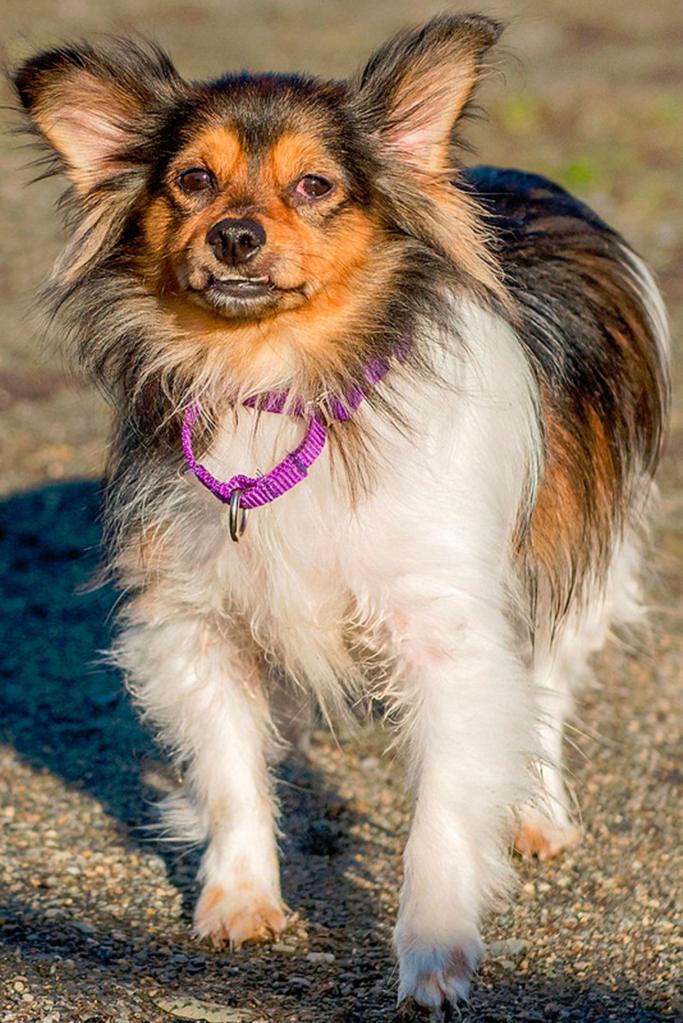 Sally is a timid little dog looking for her new home. She will take some time to adjust but will do well in a calm predictable adult home. Sally does not like to be picked up and reacts negatively. She is going to make somebody a wonderful little companion. (Curt Story/Everett Animal Shelter)