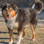 Ace is a beautiful young dog looking for a new home. He was found wandering around a local mall so we do not have any history on him. Ace seems to get along with other dogs and loves people. He will need some training such as how not to pull you over while walking. Come meet this fun guy today! (Curt Story/Everett Animal Shelter)