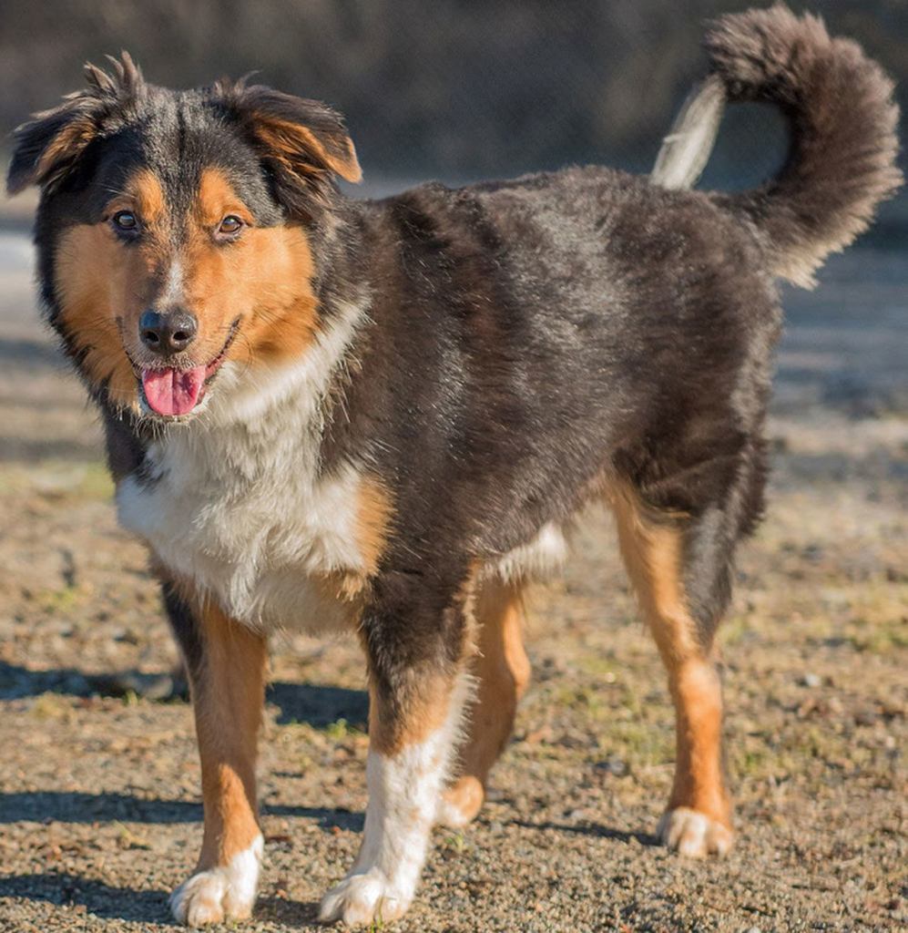Ace is a beautiful young dog looking for a new home. He was found wandering around a local mall so we do not have any history on him. Ace seems to get along with other dogs and loves people. He will need some training such as how not to pull you over while walking. Come meet this fun guy today! (Curt Story/Everett Animal Shelter)