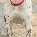 Aggi is an active dog looking for his new home. Aggi CANNOT live with small animals which includes cats and small dogs and kids should be 10 an up. (Curt Story/Everett Animal Shelter)