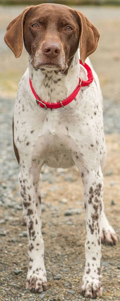 Aggi is an active dog looking for his new home. Aggi CANNOT live with small animals which includes cats and small dogs and kids should be 10 an up. (Curt Story/Everett Animal Shelter)