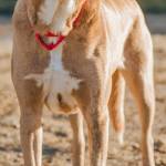 Butterscotch is a lovely young dog looking for a fun and active forever home. He has lived with other dogs his size and kids over 6 years old. Butterscotch&rsquo;s new home should not have any cats or small dogs. He has a lot of energy and will need daily exercise. (Curt Story/Everett Animal Shelter)