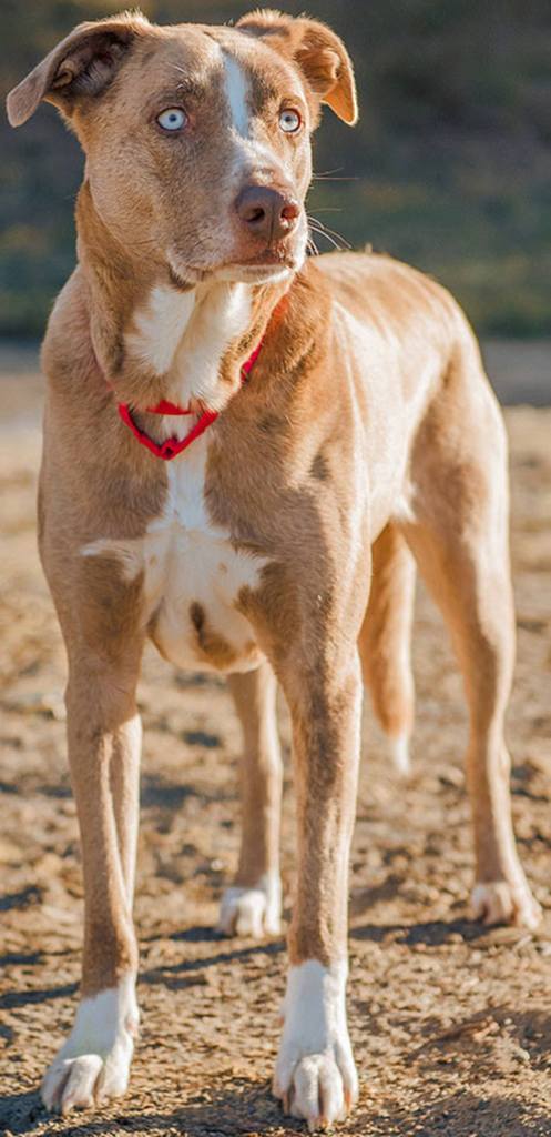 Butterscotch is a lovely young dog looking for a fun and active forever home. He has lived with other dogs his size and kids over 6 years old. Butterscotch&rsquo;s new home should not have any cats or small dogs. He has a lot of energy and will need daily exercise. (Curt Story/Everett Animal Shelter)