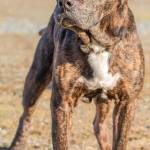 Hutch is a senior pup looking for a luxurious retirement home. He is very people friendly and gets along ok with other dogs as long as he does not have to share his toys. He came in very thin and is currently gaining his weight back and wants to keep it that way! If you can open your heart to this nice senior guy for the time he has left he will be forever grateful. (Curt Story/Everett Animal Shelter)