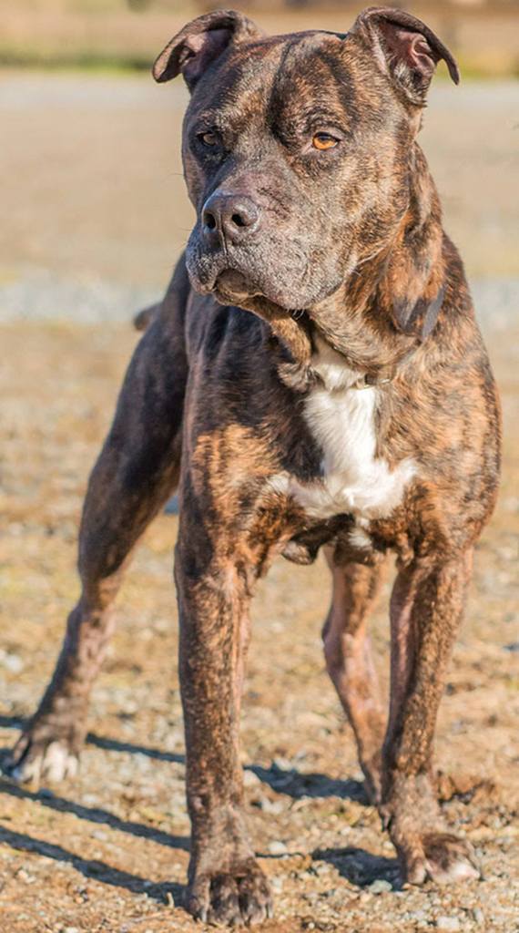Hutch is a senior pup looking for a luxurious retirement home. He is very people friendly and gets along ok with other dogs as long as he does not have to share his toys. He came in very thin and is currently gaining his weight back and wants to keep it that way! If you can open your heart to this nice senior guy for the time he has left he will be forever grateful. (Curt Story/Everett Animal Shelter)