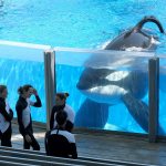 Orca whale Tilikum watches as SeaWorld Orlando trainers take a break during a 2011 training session at the theme park&rsquo;s Shamu Stadium in Orlando, Florida. Tilikum, an orca that killed a trainer at SeaWorld Orlando in 2010, has died. (AP Photo/Phelan M. Ebenhack, File)