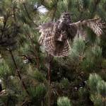 A Great Horned owl tries to fly away from Shaun Sears, of Cat Canopy Rescue, while being wrapped to a tree limb by fishing line at Everett Marina on Oct. 5, 2016, in Everett. (Andy Bronson / The Herald)
