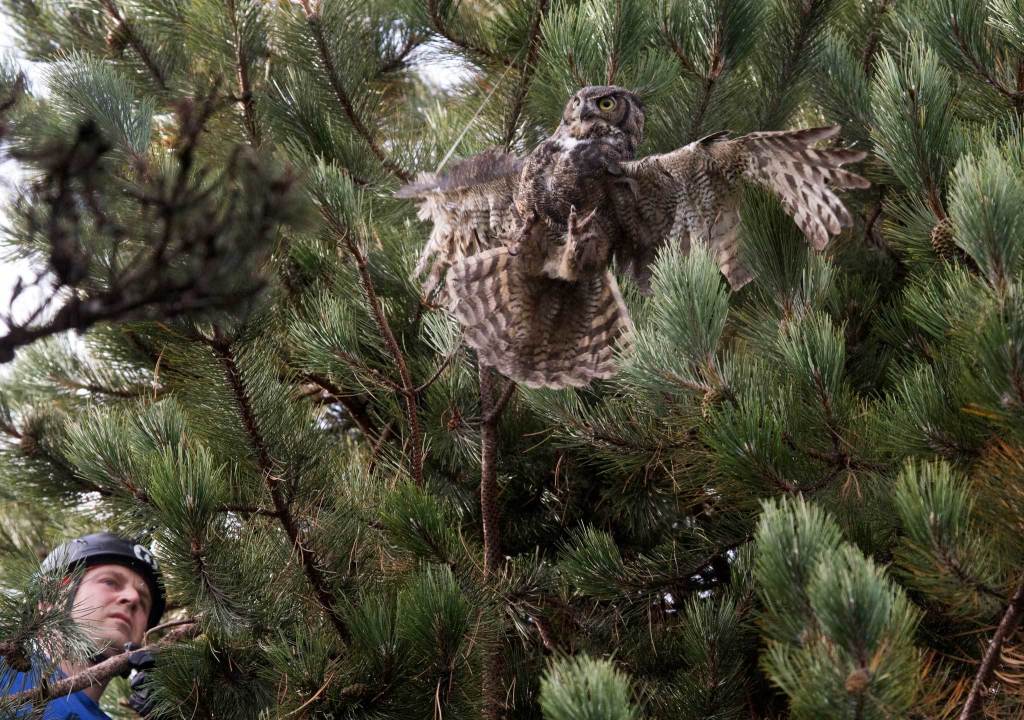 A Great Horned owl tries to fly away from Shaun Sears, of Cat Canopy Rescue, while being wrapped to a tree limb by fishing line at Everett Marina on Oct. 5, 2016, in Everett. (Andy Bronson / The Herald)