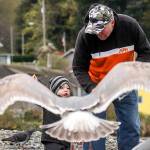 Sterling Johnson, 22 months, feeds seagulls with his visiting grandfather, Robert Johnson on the beach at the Mukilteo State Park Wednesday afternoon on March 23, 2016. (Kevin Clark / The Herald)
