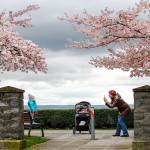 On a gray spring-day, Lesya Dorofeev of Everett stops beneath pink clouds of cherry blossoms in Grand Avenue Park in Everett on March 15, 2016, to take a few photographs of her daughters, Sofia, 2, and Emma, 5 months. (Dan Bates / The Herald)