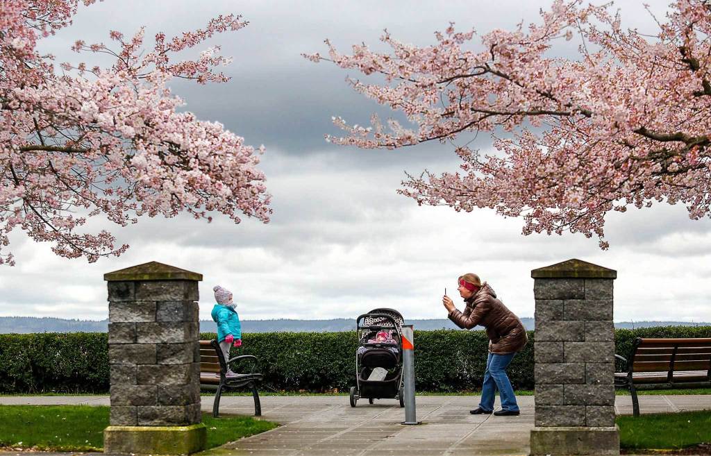 On a gray spring-day, Lesya Dorofeev of Everett stops beneath pink clouds of cherry blossoms in Grand Avenue Park in Everett on March 15, 2016, to take a few photographs of her daughters, Sofia, 2, and Emma, 5 months. (Dan Bates / The Herald)