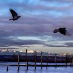 Morning sun and patches of blue shed their grace on the Olympics recently, as pigeons take flight along the east bank of the Snohomish River in Everett. (Dan Bates / The Herald)