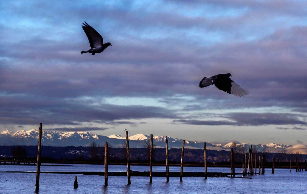Morning sun and patches of blue shed their grace on the Olympics recently, as pigeons take flight along the east bank of the Snohomish River in Everett. (Dan Bates / The Herald)