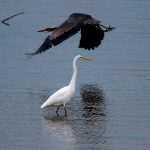 While a great egret hunts for food in the Snohomish River, one of his local Puget Sound relatives, a great blue heron, flies by to take a closer look. The great egret was spotted along the river Oct. 18, 2016, shortly after the big no-storm. (Dan Bates / The Herald)