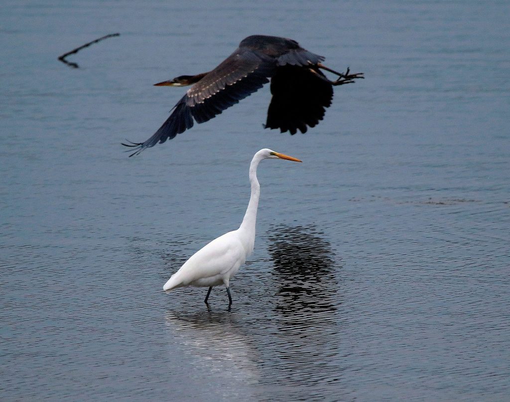 While a great egret hunts for food in the Snohomish River, one of his local Puget Sound relatives, a great blue heron, flies by to take a closer look. The great egret was spotted along the river Oct. 18, 2016, shortly after the big no-storm. (Dan Bates / The Herald)