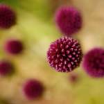Allium blooms in garden at the home of Deb Taylor and Ken Morrisonon on July 11, 2016, in Edmonds. ( Andy Bronson / The Herald )