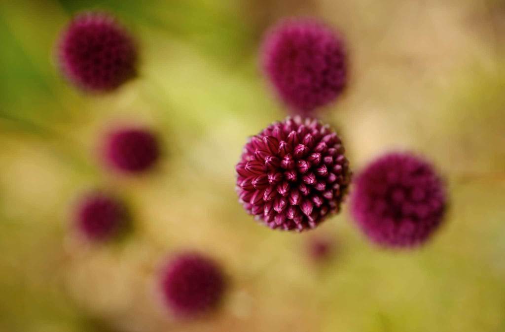 Allium blooms in garden at the home of Deb Taylor and Ken Morrisonon on July 11, 2016, in Edmonds. ( Andy Bronson / The Herald )