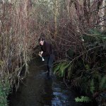 Eric Adman picks a beer can out of Little Swamp Creek at his home on Dec. 20 in Kenmore. The stream used to be bordered by lawn. In 2009 and 2010, Adopt A Stream volunteers planted trees and shrubs to bring the habitat around the stream to a more natural setting. (Andy Bronson / The Herald)