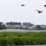 A trio of glossy ibis fly over the marshes of Jamaica Bay in New York in 2007. (AP Photo/Kathy Willens)
