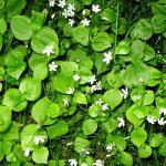 The native groundcover Siberian miner&rsquo;s lettuce is available at the Snohomish Conservation District plant sale on Feb. 11. Online orders are due Jan. 31.