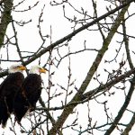 A pair of bald eagles sit above their nest in a tree along Norman Road southeast of Stanwood. The 10th annual Eagle Festival in Arlington is Feb. 3-4. (Mark Mulligan / Herald File)