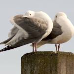 John McAlpine&rsquo;s photo &ldquo;Gull&rsquo;s Eye&rdquo; is displayed at The Sisters in Everett.