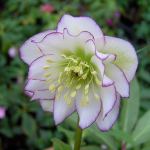 Hellebore-Florence picotee, or Lenten rose, has soft white double blooms with magenta-edged petals. (Monrovia photo)