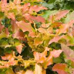 The leaves of the Mahonia aquifolium &lsquo;Orange Flame&rsquo; are pointed and prickly, similar to English holly. (Monrovia photo)