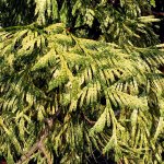 Great Plant Pick: Zebrina variegated Western red cedar