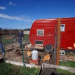 The annual Country Living Expo and Cattlemen&rsquo;s Winterschool is a full-day event not only for rural farmers and cattle producers, but also urban homeowners, backyard farmers and apartment dwellers. Kathy (left) and Lee Hayes toss some corn to some of their chickens outside the little camp trailer that they painted like a barn and converted to a chicken coop outside their home in west Arlington. (Dan Bates / Herald file)