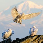 &ldquo;Mount Baker Sunset with Snowy Owls&rdquo; by photographer Bill Dewey is displayed at the Arts of Snohomish gallery.