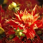 John McAlpine&rsquo;s photograph &ldquo;Red Flower Illuminated&rdquo; is displayed until March 3 at The Sisters restaurant in Everett.