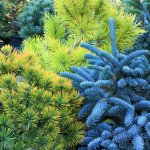 Pinus mugho &ldquo;Ambergold,&rdquo; Pinus contorta &ldquo;Chief Joseph&rdquo; (in the background) and Abies procera glauca prostrata canserve as the &ldquo;bones&rdquo; of a winter garden. (Pam Roy photo)