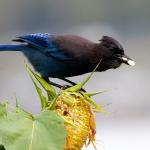 Sunflower seeds are a tasty treat for many birds, especially Steller&rsquo;s jays. (Mike Benbow photo)