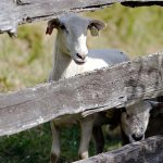 Learn how to dye your own sheep&rsquo;s wool at this year&rsquo;s Country Living Expo and Cattlemen&rsquo;s Winterschool on Jan. 28. The sheep pictured live on the Schwarzmiller Farm in Lake Stevens. (Kevin Clark/ Herald file)