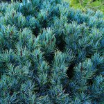 Pinus parvilfora &ldquo;Blue Lou&rdquo; adds an intriguing mix of blue and green needles to the garden. (Pam Roy photo)