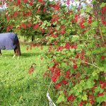 The beautiful spring blooms of the red-flowering currant sweeten the breezes in any garden. The bush is available at the Conservation District plant sale Feb. 11 in Monroe.
