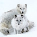 &rdquo;Here&rsquo;s Lookin&rsquo; at You&rdquo; by photographer Nancy Dewey is displayed at the Arts of Snohomish gallery in downtown Snohomish.