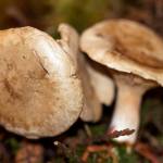 One of 50 new classes offered at the expo is about edible mushroom cultivation. Clitopilus prunulus or Sweetbread mushroom is edible. (Mike Benbow)