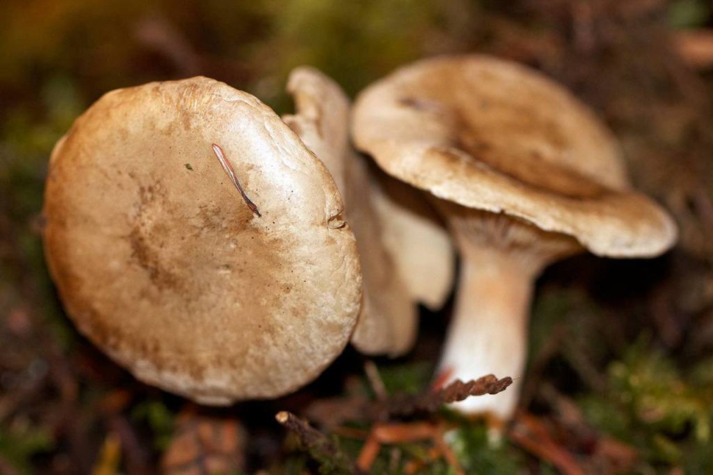 One of 50 new classes offered at the expo is about edible mushroom cultivation. Clitopilus prunulus or Sweetbread mushroom is edible. (Mike Benbow)