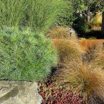 Pinus strobus &ldquo;Blue Shag&rdquo; are irresistible to any passer-by, who longs to touch its soft needles. (Pam Roy photo)