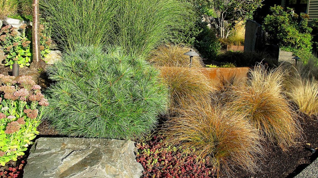 Pinus strobus &ldquo;Blue Shag&rdquo; are irresistible to any passer-by, who longs to touch its soft needles. (Pam Roy photo)