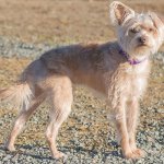 Mojo is young dog that is in need of training and socialization. He is very wary of strangers and his new home will need slow introductions. Mojo&rsquo;s new home should be child free. He hasn&rsquo;t lived with dogs or cats before and may chase cats. He will need a meet and greet with any resident canines prior to adoption. If you have the time and patience to help Mojo become a well-adjusted canine citizen then come meet is handsome guy today! (Curt Story/Everett Animal Shelter)