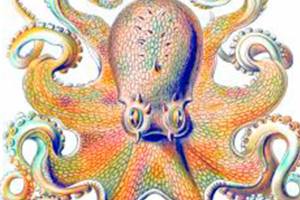 Diving deep on (books about) the intelligence of octopuses