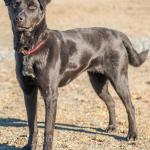 Sally is an active dog that would love to go on adventures. She can be a little wary when meeting new people so her new family will need to take it slow. Any kids in the home should be over 10 years old. Sally will need a meet and greet with any resident canines. (Curt Story/Everett Animal Shelter)