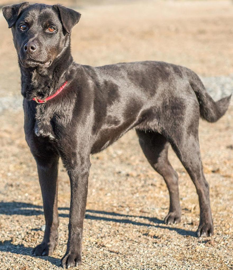 Sally is an active dog that would love to go on adventures. She can be a little wary when meeting new people so her new family will need to take it slow. Any kids in the home should be over 10 years old. Sally will need a meet and greet with any resident canines. (Curt Story/Everett Animal Shelter)
