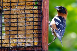 Finding feeders for feathered friends